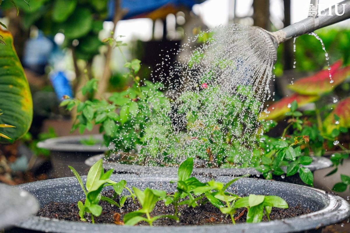 Tưới cây đúng cách
