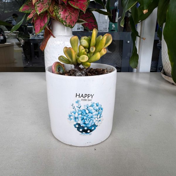 Sen đá ống điếu (Crassula Ovata Hobbit) Truong Nhat Quang