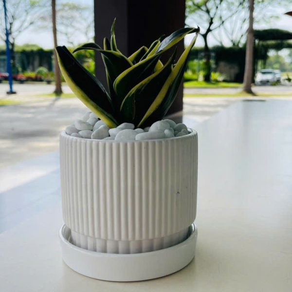 luoi ho Sansevieria trifasciata (Lưỡi Hổ)