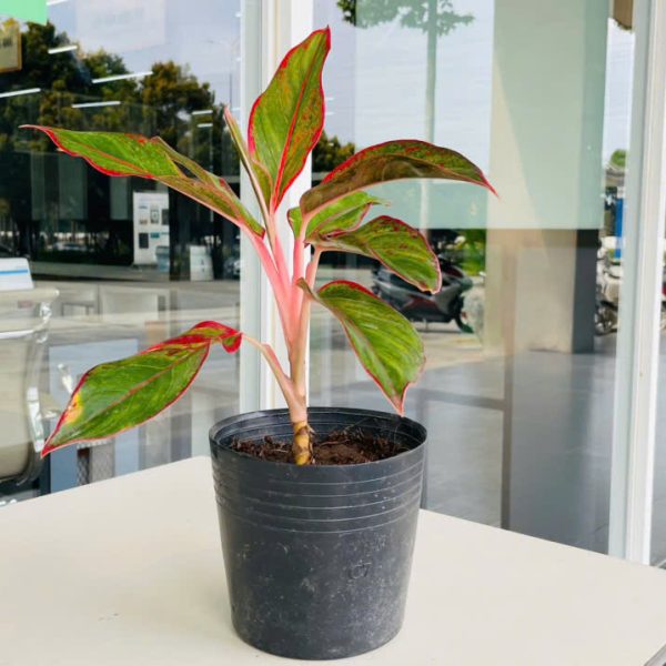 phu quy aglaonema hybrid (Phú Quý)