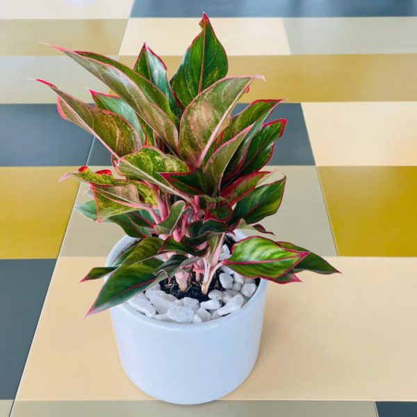 phu quy12 Aglaonema hybrid (Phú quý)