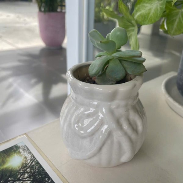 Echeveria (Hoa sen đá) Trần Khánh Vy
