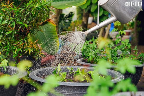 Tưới cây đúng cách